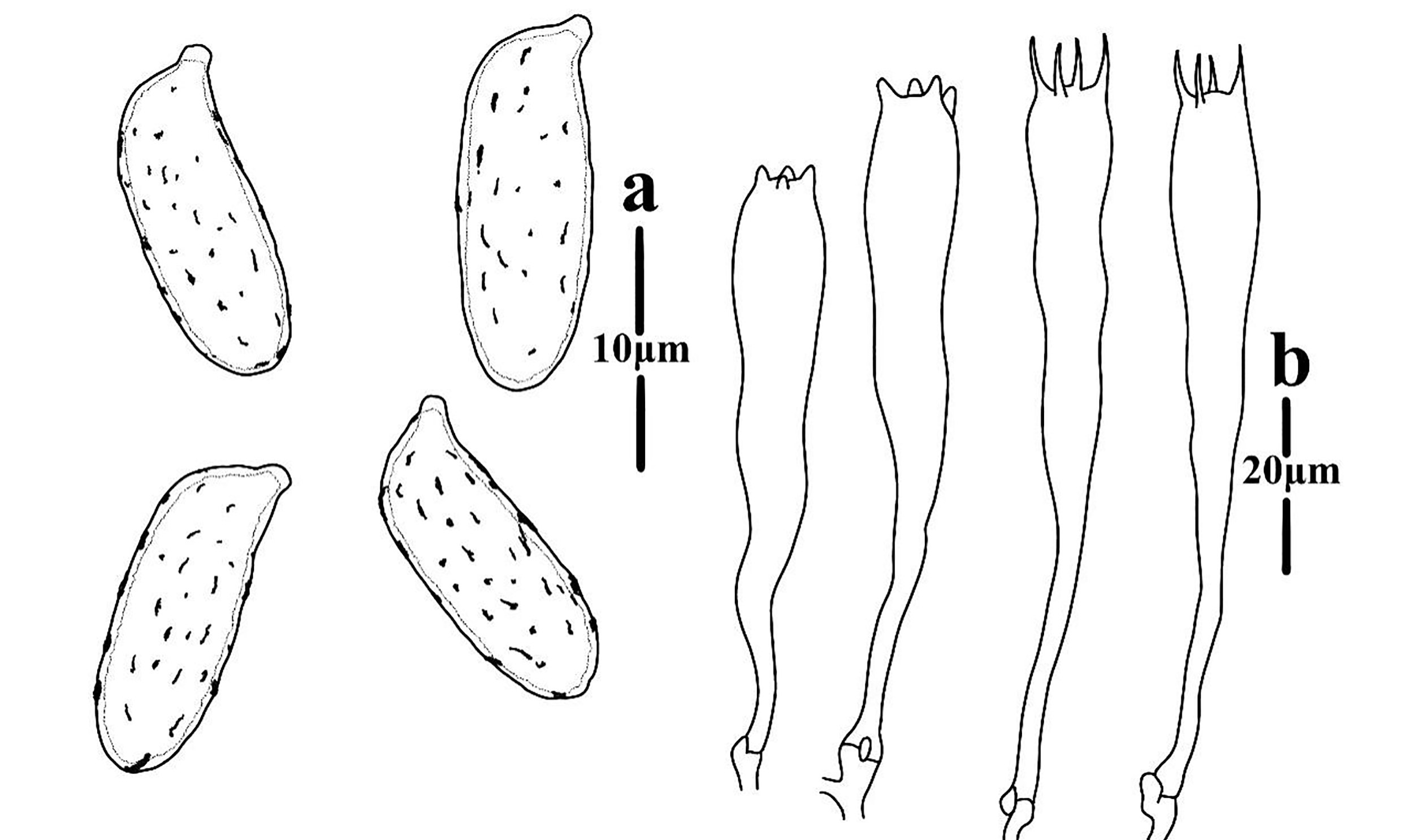 Figure 58